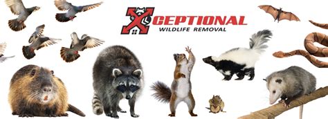 animal removal country club hills il  3236 Green St, Steger, IL 60475